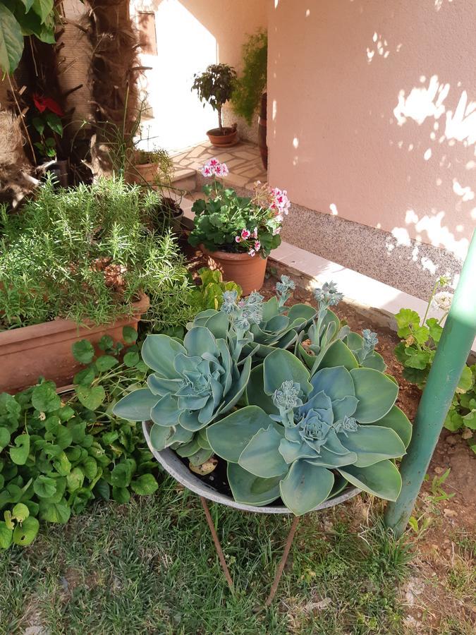 Apartment Alice Pula Zewnętrze zdjęcie